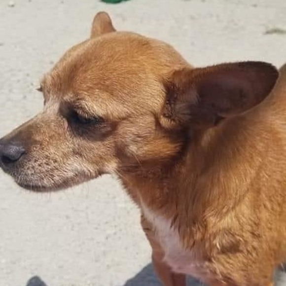 Meet your Posher, Christopher - Picture 1 of 1